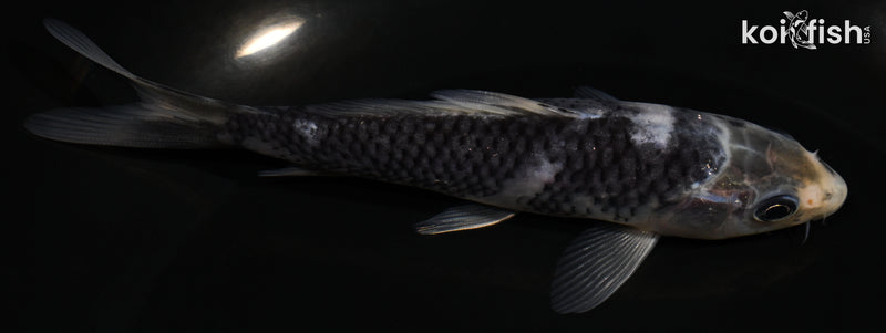 5" SHIRO UTSURI