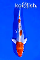 5.25" HEISEI NISHIKI