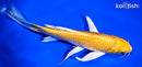 6.75" YAMABUKI OGON BUTTERFLY