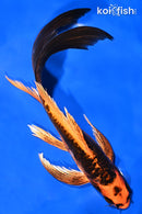 9.25" BENI KIKOKURYU BUTTERFLY