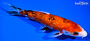 8" GINRIN SANKE