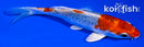 5.25" HEISEI NISHIKI