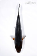 7" OCHIBA SHIGURE