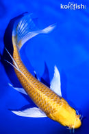 6.75" YAMABUKI OGON BUTTERFLY