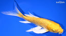 8" GINRIN YAMABUKI OGON BUTTERFLY