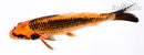 7" ORENJI MATSUBA