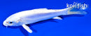 5.5" PLATINUM OGON