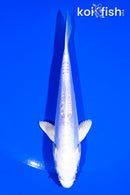 5.5" PLATINUM OGON