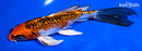 6.75" GINRIN KUJAKU BUTTERFLY