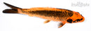 7" ORENJI MATSUBA