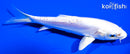 5.5" PLATINUM OGON