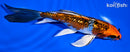 6.75" GINRIN KUJAKU BUTTERFLY