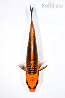 7" ORENJI MATSUBA