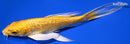 8" GINRIN YAMABUKI OGON BUTTERFLY