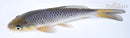 7" SORAGOI