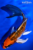 6.75" GINRIN KUJAKU BUTTERFLY