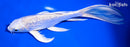 7" GINRIN PLATINUM OGON BUTTERFLY