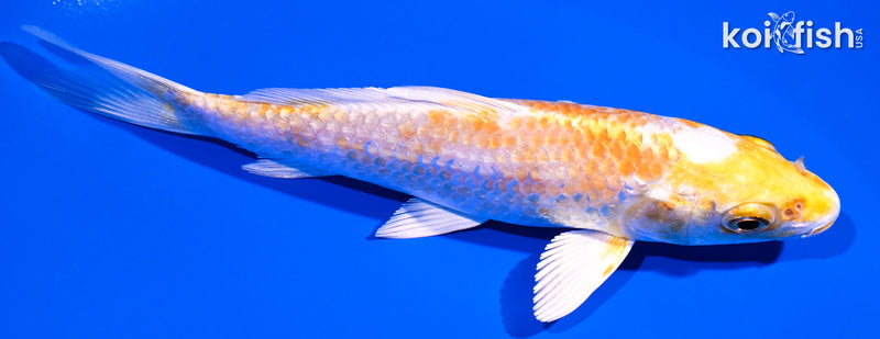 5.25" HARIWAKE