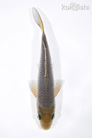 7" SORAGOI