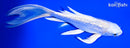 7" GINRIN PLATINUM OGON BUTTERFLY