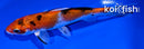 5.5" YAMATO NISHIKI