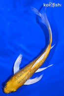8" GINRIN YAMABUKI OGON BUTTERFLY