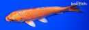 6.75" ORENJI OGON