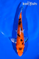 5.5" YAMATO NISHIKI