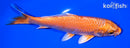 6.75" ORENJI OGON