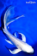7" GINRIN PLATINUM OGON BUTTERFLY