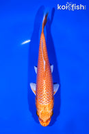 6.75" ORENJI OGON