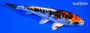 6.75" BENI KIKOKURYU