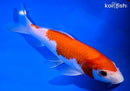 7.75" KOHAKU
