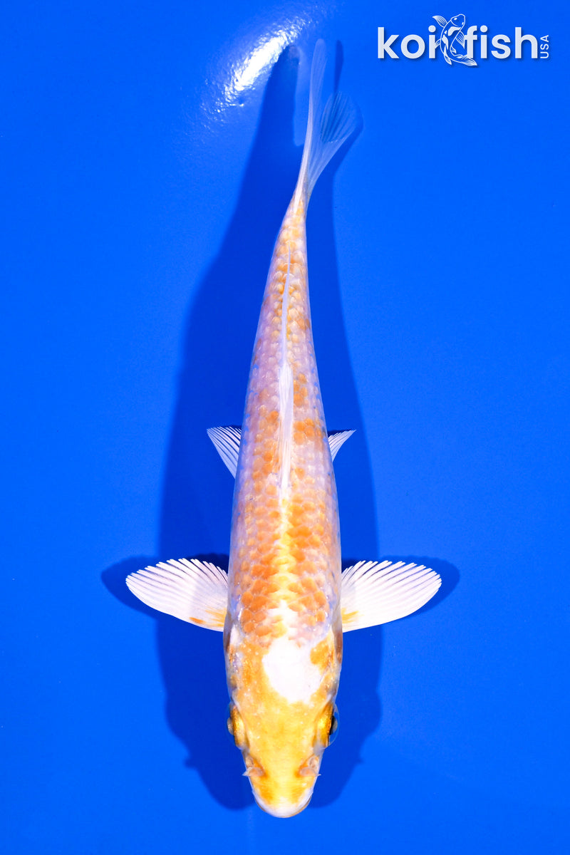 5.25" HARIWAKE