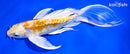 7.5" DOITSU LEMON HARIWAKE BUTTERFLY