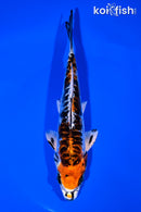 6.75" BENI KIKOKURYU