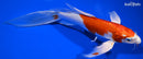 8.5" HARIWAKE BUTTERFLY