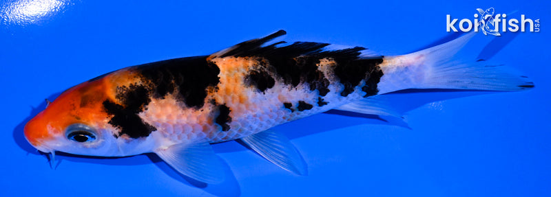 5.25" SANKE