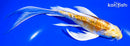 7.5" DOITSU LEMON HARIWAKE BUTTERFLY