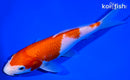 7.75" KOHAKU