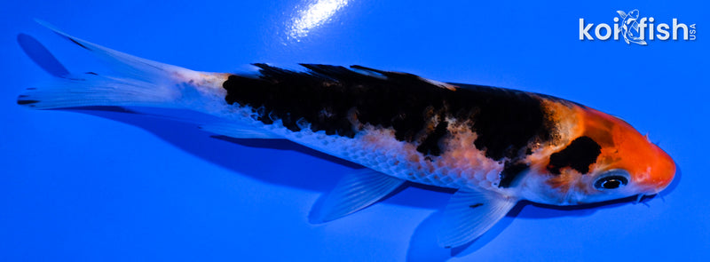 5.25" SANKE