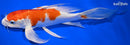 8.5" HARIWAKE BUTTERFLY