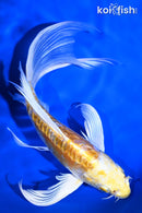 7.5" DOITSU LEMON HARIWAKE BUTTERFLY