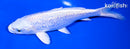 6.75" GINRIN PLATINUM OGON