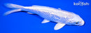 6.75" GINRIN PLATINUM OGON