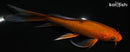 6.75" CHAGOI BUTTERFLY