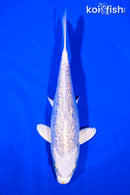 6.75" GINRIN PLATINUM OGON