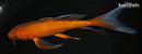6.75" CHAGOI BUTTERFLY