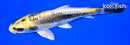 6.75" KIN KIKOKURYU