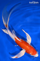 8.5" HARIWAKE BUTTERFLY